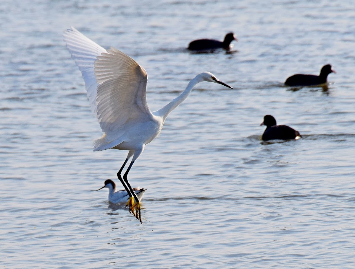 Little Egret