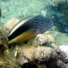 Blackside Hawkfish