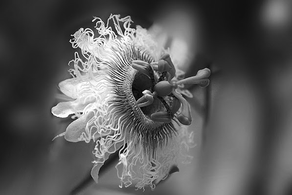 passion flower di mauriziosettimi