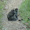 Long-Tailed macaques