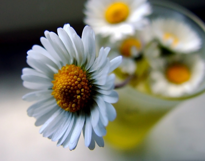 Pratoline Bellis Perennis di Angela1964