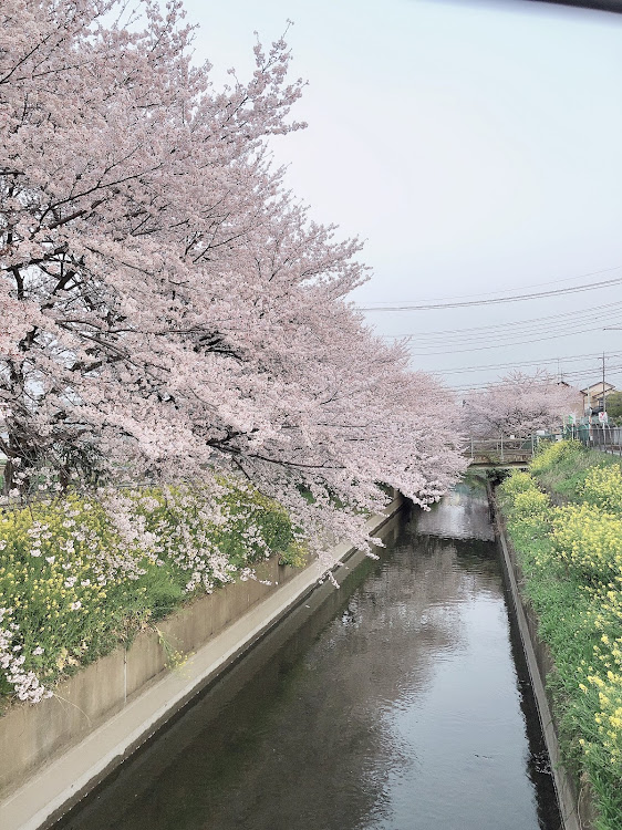 フィットのフィットRS・ge8・桜・ドライブに関するカスタム事例の投稿画像5枚目