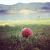 Fly agaric