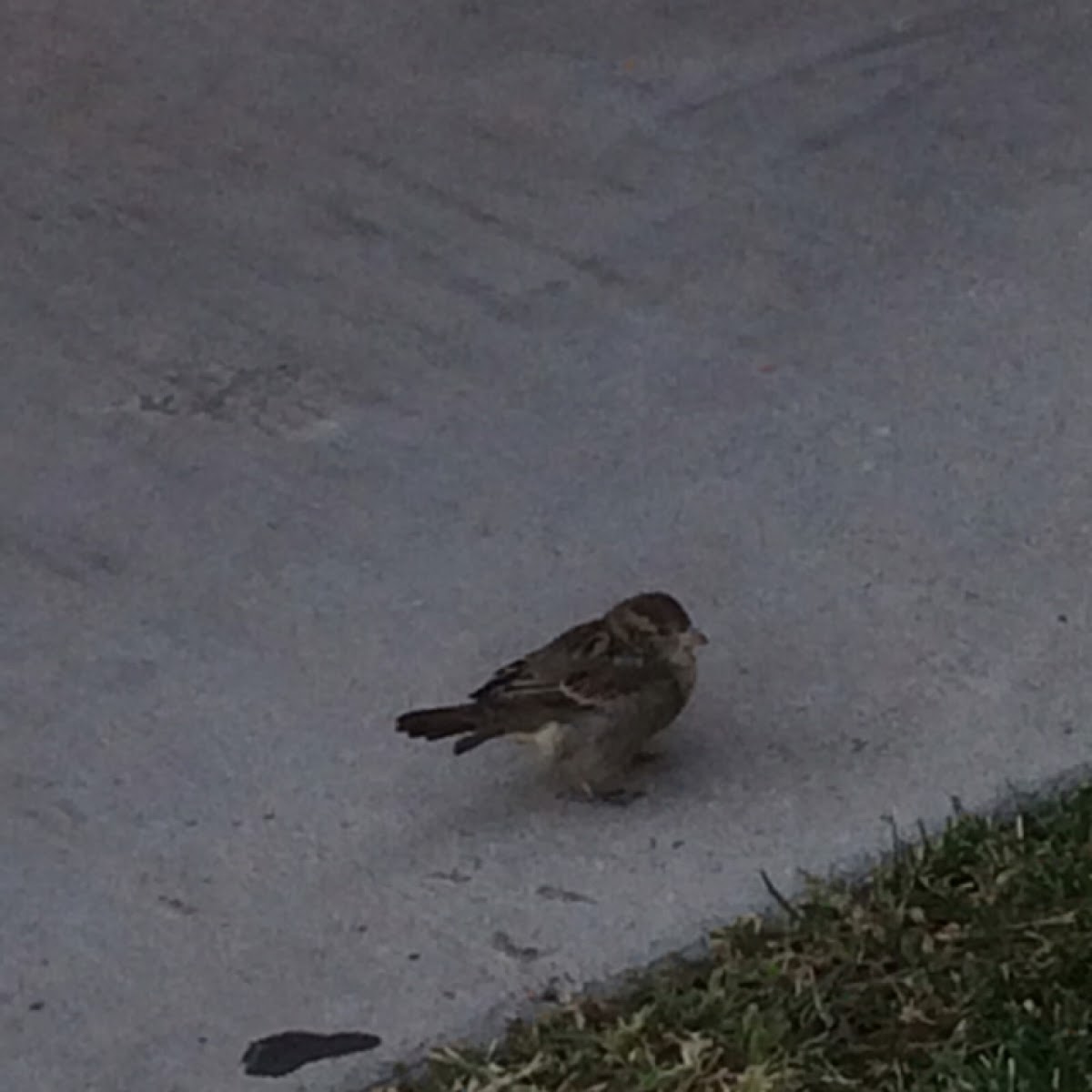 House Sparrow - female