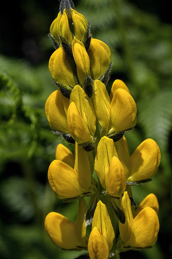 Lupinus luteus