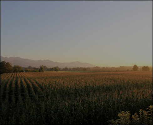 CAMPO DI GRANOTURCO di gian