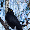 Grey Currawong