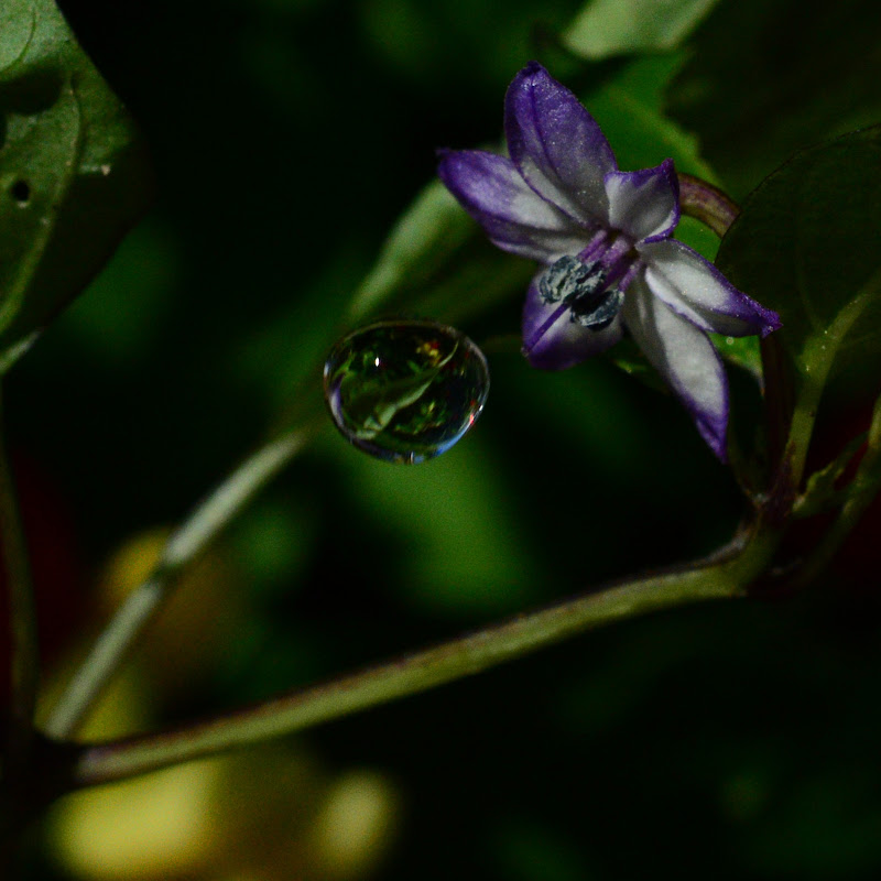 Una goccia d'acqua fra i peppers di gianni48