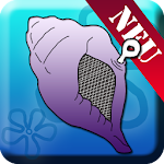 Cover Image of Tải xuống Magic Conch Shell 1.0 APK