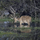 Spotted Deer or Chital