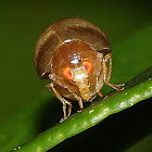 Celyphid Beetle Fly