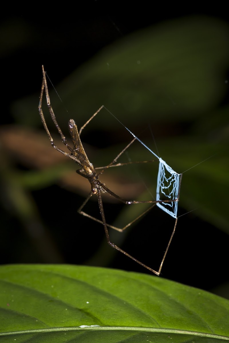 Net-casting Spider