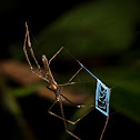 Net-casting Spider