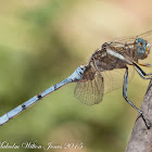 Epaulet Skimmer