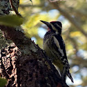 Yellow-bellied Sapsucker