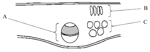 Structure and function of chloroplasts