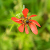 Pheasant's-eye Adonis