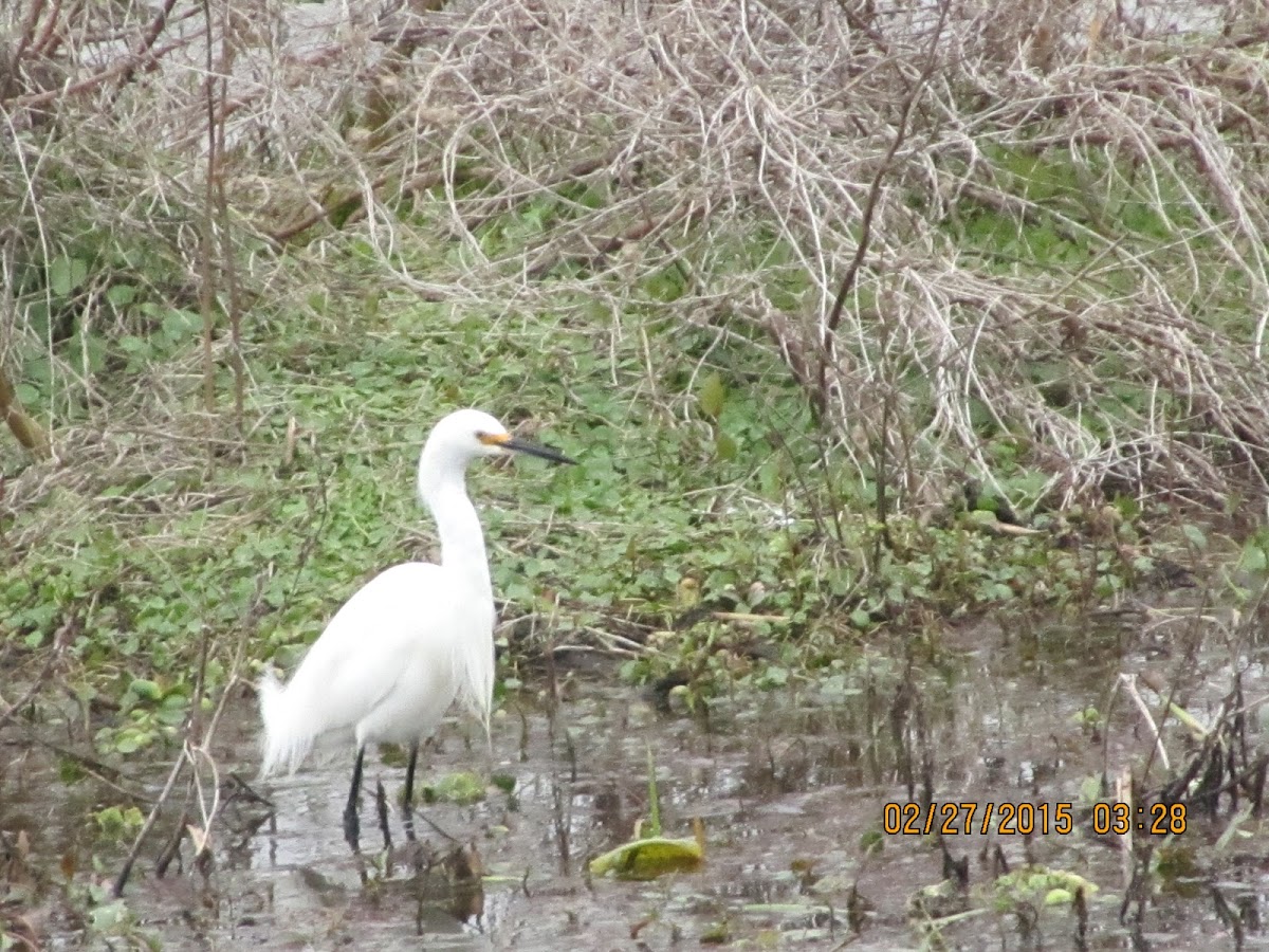 Snowy Egret