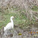 Snowy Egret