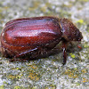 Cockchafer