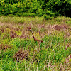 Sandhill Crane