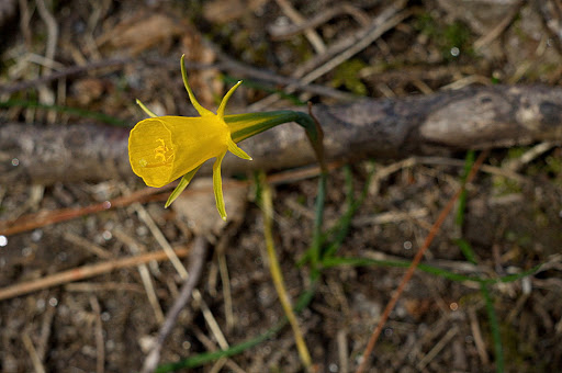 Narcissus bulbocodium