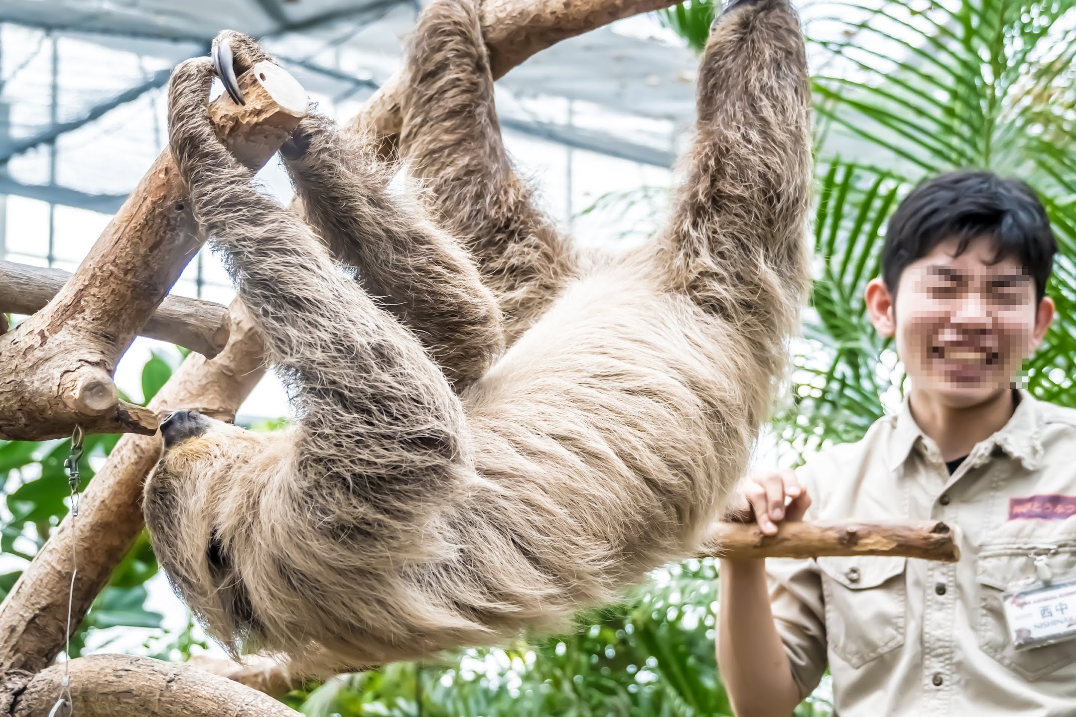 Kobe Animal Kingdom sloth