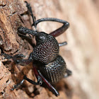 Pine spider weevil