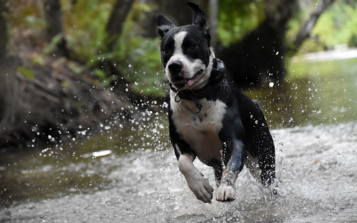 Dog running in the water