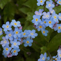 Forget-me-not