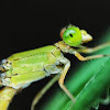 Coromandel Marsh Dart