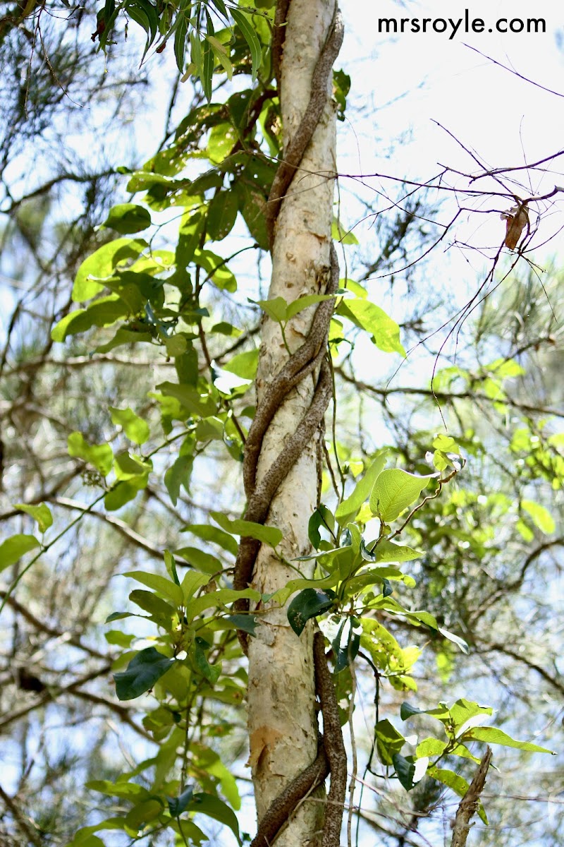 Monkey Rope Vines or Common Silkpod