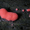 Slime Mold, Red Raspberry