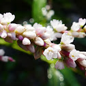 White Smartweed