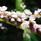 White Smartweed