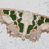 Geometer Moth