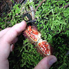 Achiote fruit