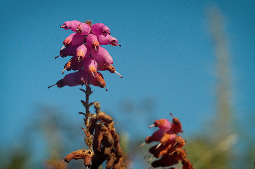 Erica ciliaris