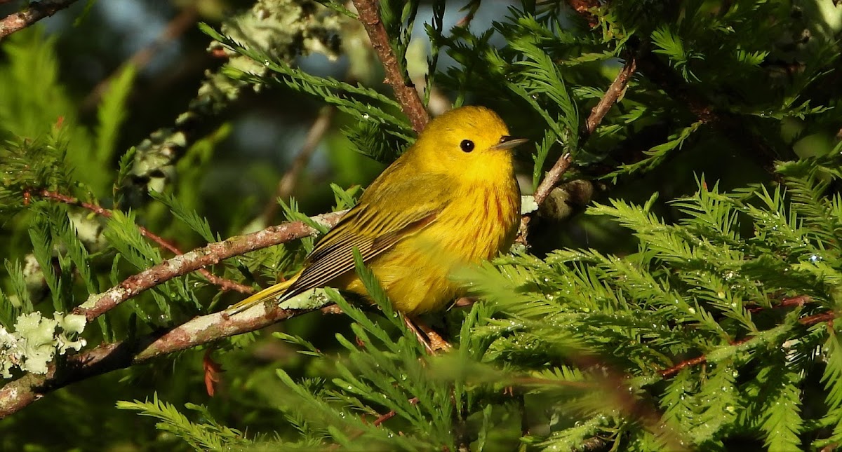 Yellow warbler