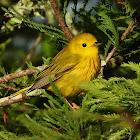 Yellow warbler