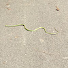 Rough Green Snake