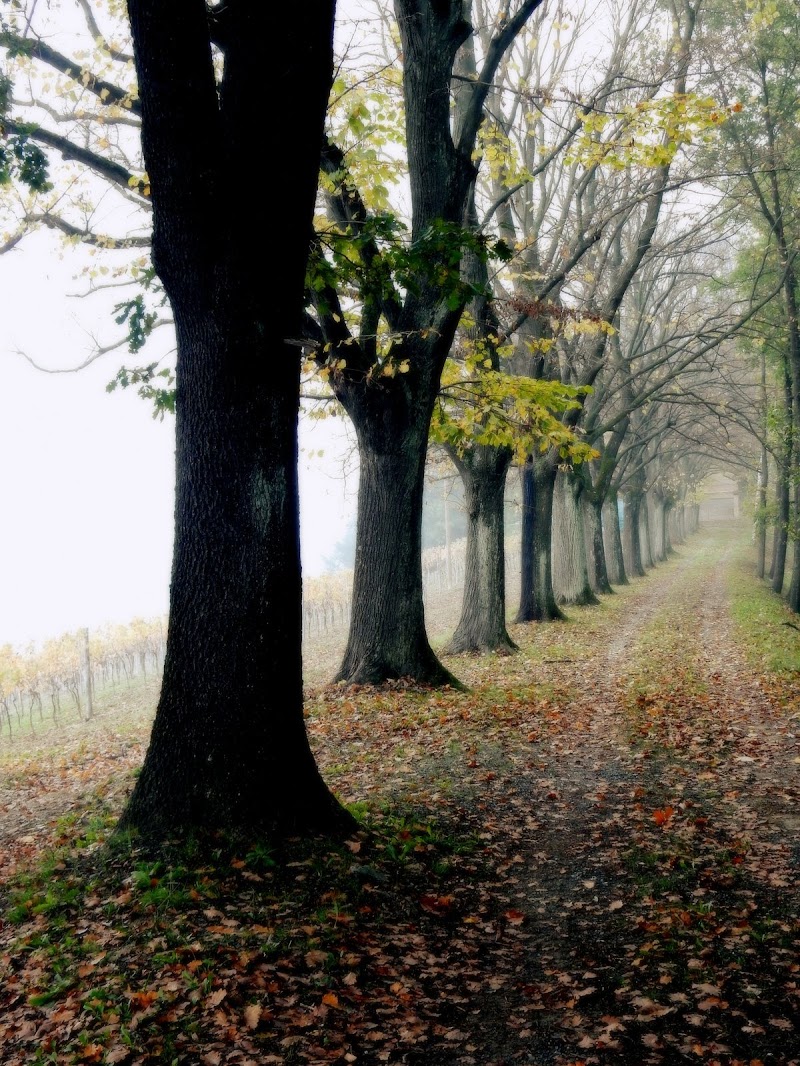 il viale dei frati di provenza