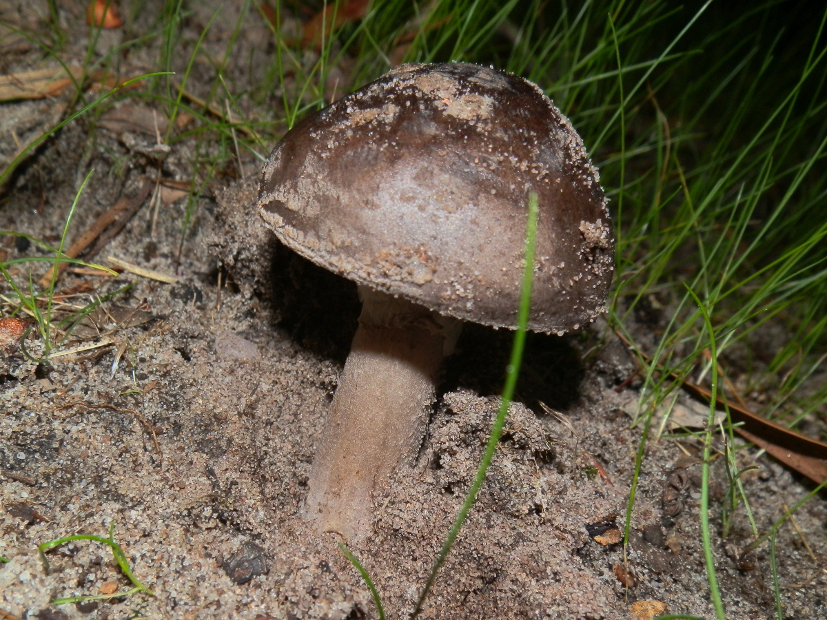 Australian Umber Amanita