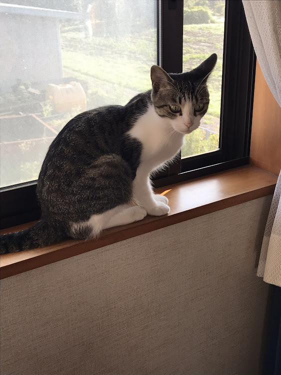 ミニ ハッチバックの愛猫紹介・CT愛猫部・1日1猫に関するカスタム事例の投稿画像3枚目