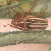 Ten lined June beetle