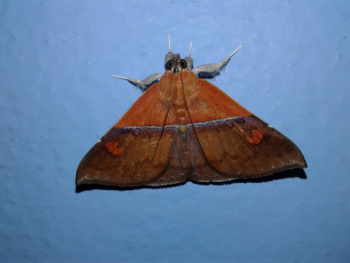 Erebid Moth