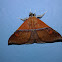 Erebid Moth