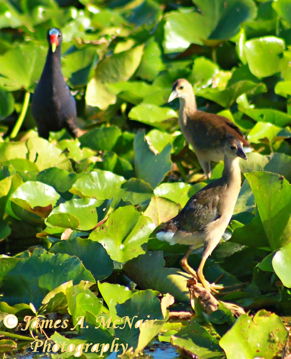 Purple Gallinule and chicks