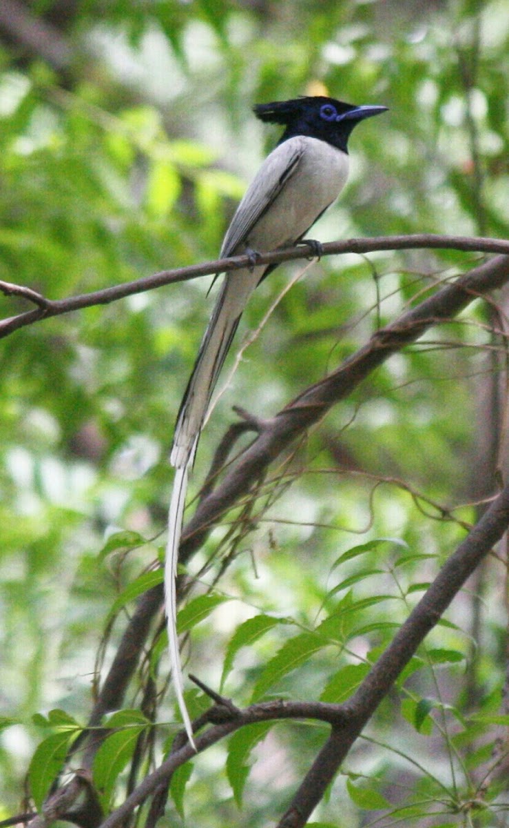 Asian Paradise Flycatcher