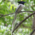 Asian Paradise Flycatcher